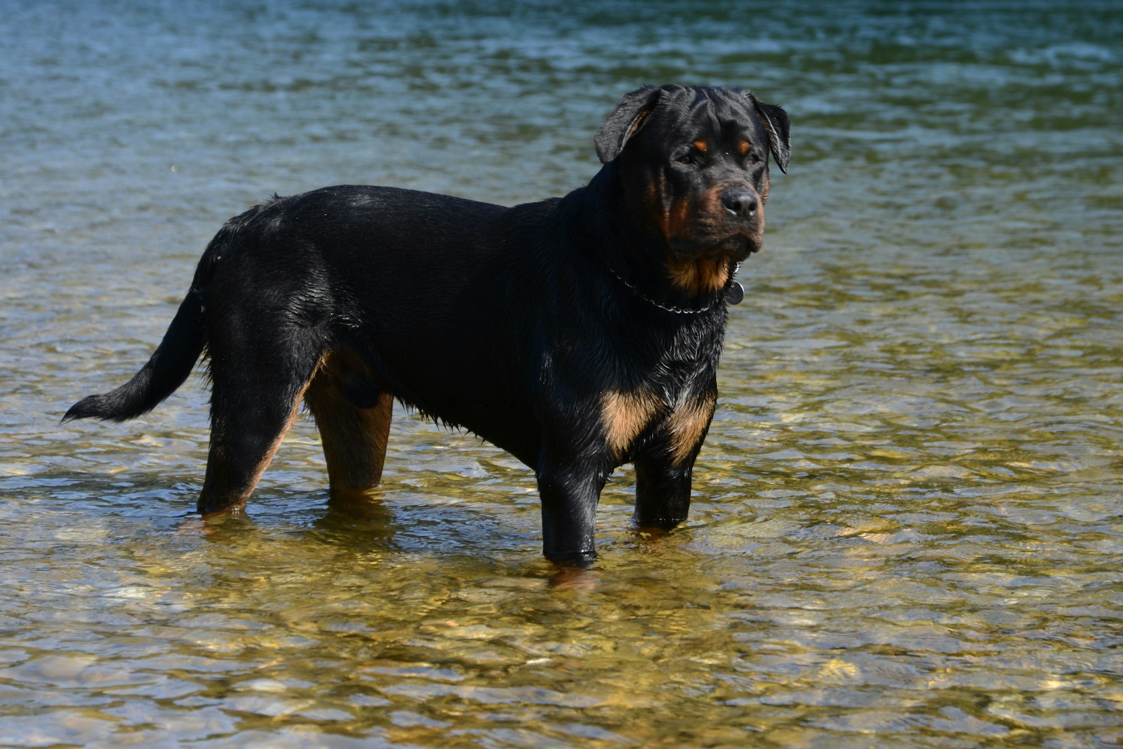 Rottweilers in Gilroy: What Owners Should Know About Health, Training, and Everyday Vet Care